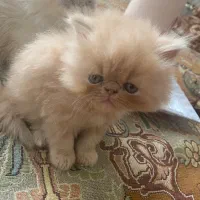 گربه پرشین اصیل