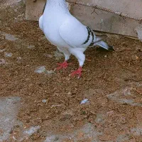 مصری|پرنده|گالیکش, |دیوار