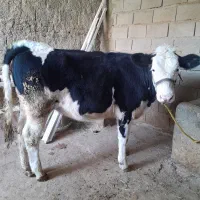تلیسه سیمیتال اصل