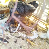 مرغ برهما|حیوانات مزرعه|داراب, |دیوار