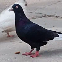 تعدادی کبوتر