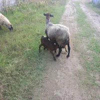 گوسفند رومانف و لاکون|حیوانات مزرعه|کیاشهر, |دیوار