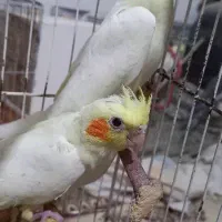 پرنده عروس هلندی|پرنده|مسجد سلیمان, |دیوار