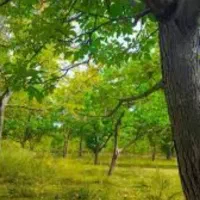 خرید درخت باغی سپیدار گردو چنار تسویه نقدی