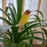 جوجه کوتوله صورت هلویی
