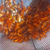 ماهی قرمز عید