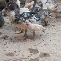 اردک اسرائیلی