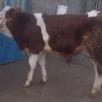 فروش گوساله نر قرمز  سیمینتال جنس اصیل در الشتر
