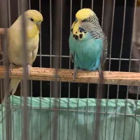 مرغ عشق انگلیسی