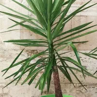 حراج گل و گیاه طبیعی|حراج|اسلام‌شهر, شهرک سعیدیه|دیوار