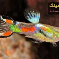 ماهی گوپی معاوضه