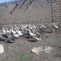 فروش قاز ها محلی