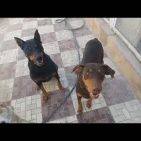 دوبرمن|سگ|کرج, خرمدشت|دیوار