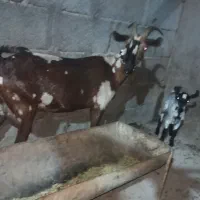 بز شیری   پچی اصل اصل باکهره نر اصل