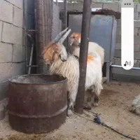 3عدد بیگ دزدی شده مژدگانی|حیوانات|مسجد سلیمان, |دیوار