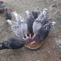 بوقلمون محلی وقو