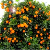 فروش پرتقال تامسون