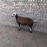 بره جنس دار تخمی قوچی افشار اصل|حیوانات مزرعه|تربتحیدریه, حاجی یار|دیوار