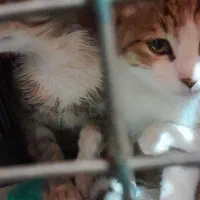 واگذاری بچه گربه ۳ ماهه نر