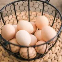 تخم مرغ