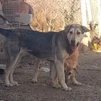 واگذاری توله ماده