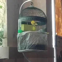 مرغ عشق