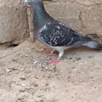 کبوترمسافتی|پرنده|زهک, |دیوار