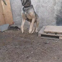 سگ سرابی نگهبان باغ ویلا