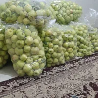 سیب درختی پادنا