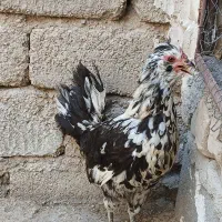 مرغ و خروس
