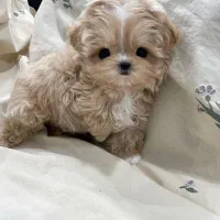 پودل کراس عروسکی