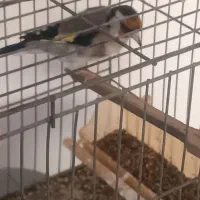 قناری دارچین و سهره چار گل|پرنده|مشهد, سجادیه|دیوار