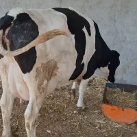 گاو