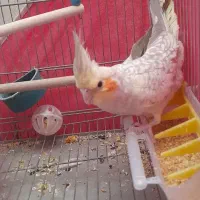 جوجه عروس هلندی|پرنده|خمینیشهر, |دیوار