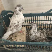 کبوتر ساعت بالا کاشان