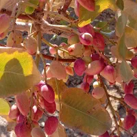 باغ پسته 1000 متری فوری|فروش زمین و ملک کلنگی|شاهین‌شهر, فرودگاه هسا|دیوار