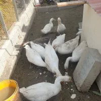 قوغاز|حیوانات مزرعه|ارومیه, |دیوار