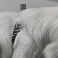 سگ خانگی محدوده پریشانی پیدا شده