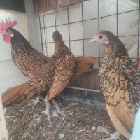 یک ست سبرایت گلد|حیوانات مزرعه|اصفهان, باغ زرشک|دیوار