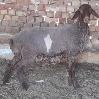 بره ماده نزاییده