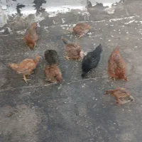 جوجه گلپایگانی
