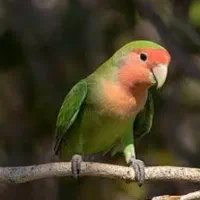 فروش طوطی برزیلی مولد