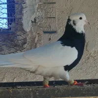 طوقی سیاه نر|پرنده|اقبالیه, |دیوار