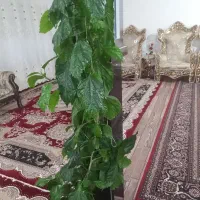 گل طبیعی|گل و گیاه طبیعی|ویلکیج, |دیوار