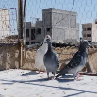 کفتر|پرنده|شیراز, قلعه شاهزاده بیگم|دیوار