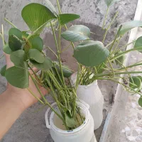 گل پیچکی که دمای اهواز رو تحمل می‌کنه عمده و تکی