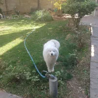 سگ سامویید|سگ|لواسان, |دیوار