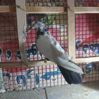 کفتر سینه دم سیاه پلاکی