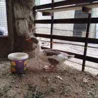 غاز|حیوانات مزرعه|درگهان, |دیوار