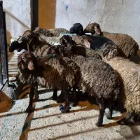 11عدد بره افشار